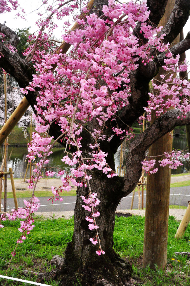 桜４