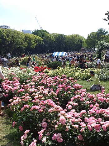 バラ祭その２