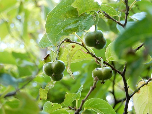 シラキの実.JPG