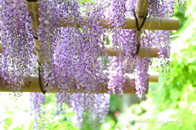 藤の花に魅せられ ひとひらの風 楽天ブログ