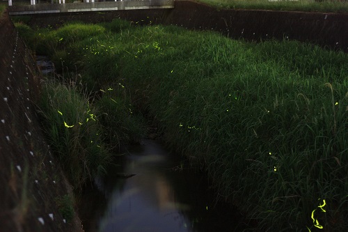 IMG_8141 - コピー.jpg