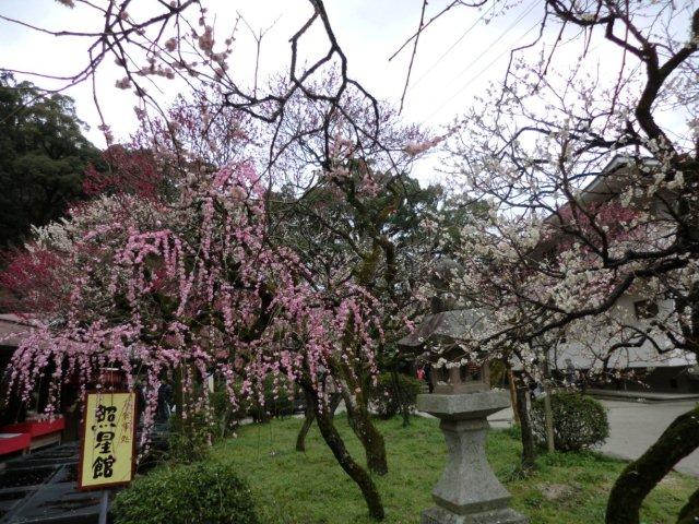 2012_0318_132437-CIMG0415.jpg