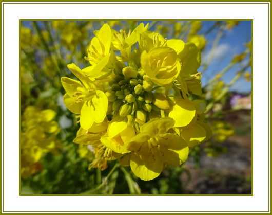 令和３年２月３日 菜の花は温もりまでも染めにけり 花の歳時記 天南星の魅力 山野草 楽天ブログ