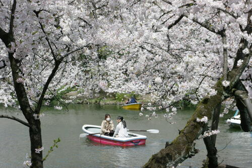 井の頭恩賜公園の桜