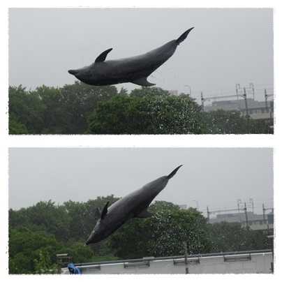 京都水族館 ラビットガーデンつれづれ便り 楽天ブログ