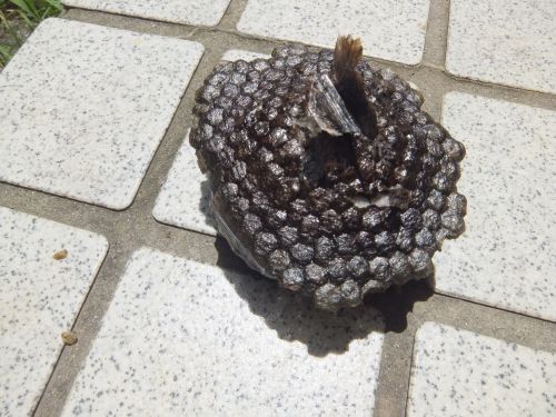 玄関前に落とした蜂の巣１