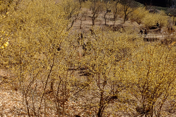 DSCF6476.jpg