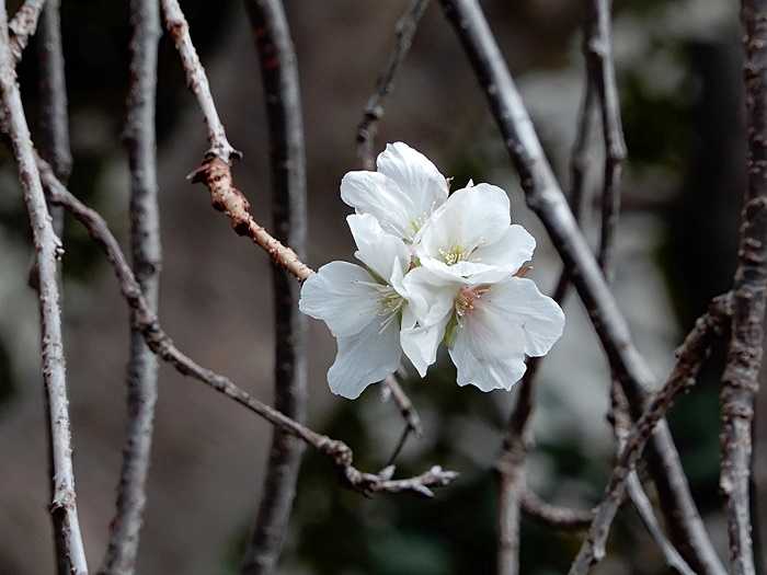 枝垂れ山桜4