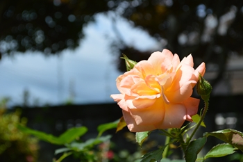 ２２日ジュード (5).jpg