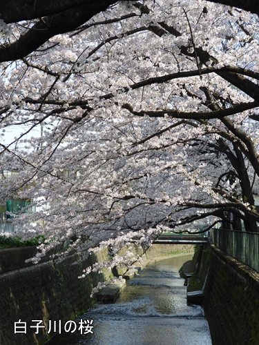 清水山の森にて