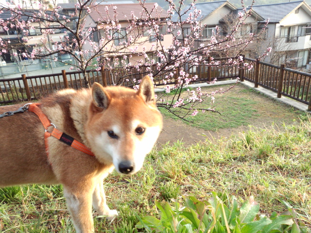 IMG_20130319_064725768.jpg