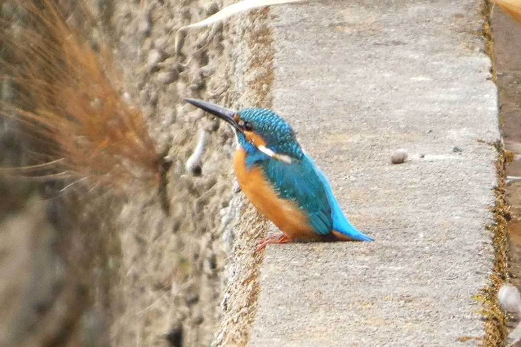 515