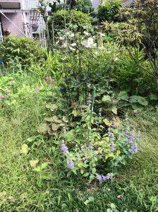 ベランダの サンザシ の花 栃木の花旅 楽天ブログ