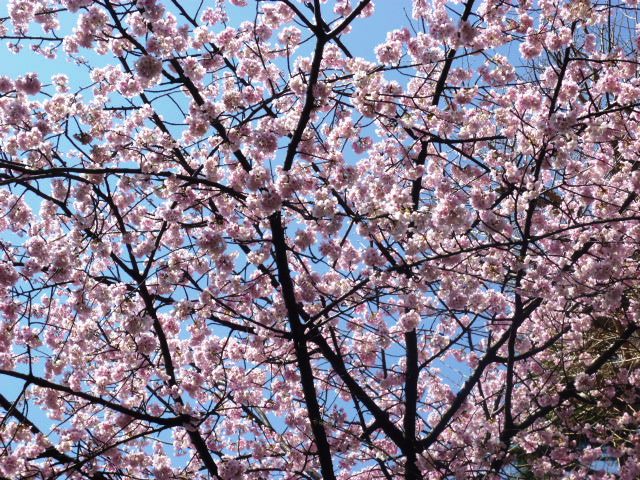 大寒桜.JPG