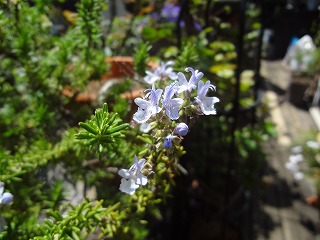 DSC04922.jpg