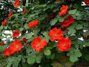20120520(7).jpg