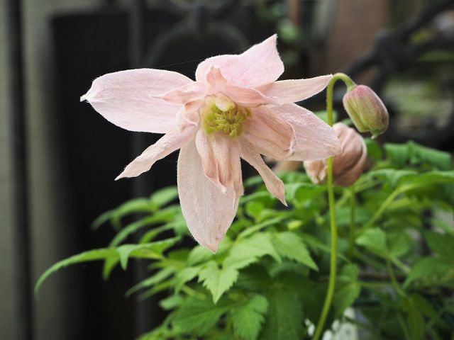 凄く綺麗なクレマチスを買っちゃった 花友さんに素敵なお花を貰ってhappy＾＾ | ピーチヒルの薔薇日記 - 楽天ブログ