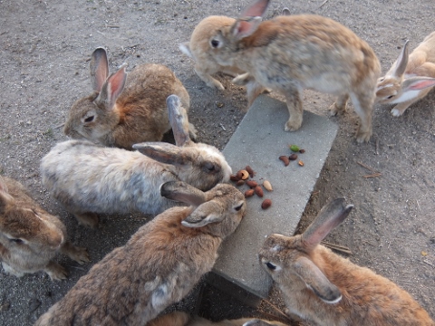 うさぎ島 大久野島 rabbit island bunny
