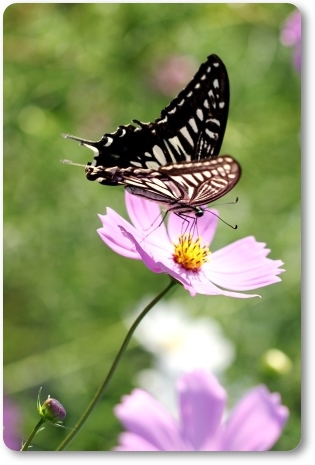 犀川コスモスロード-17 ナミアゲハ 13.9.28