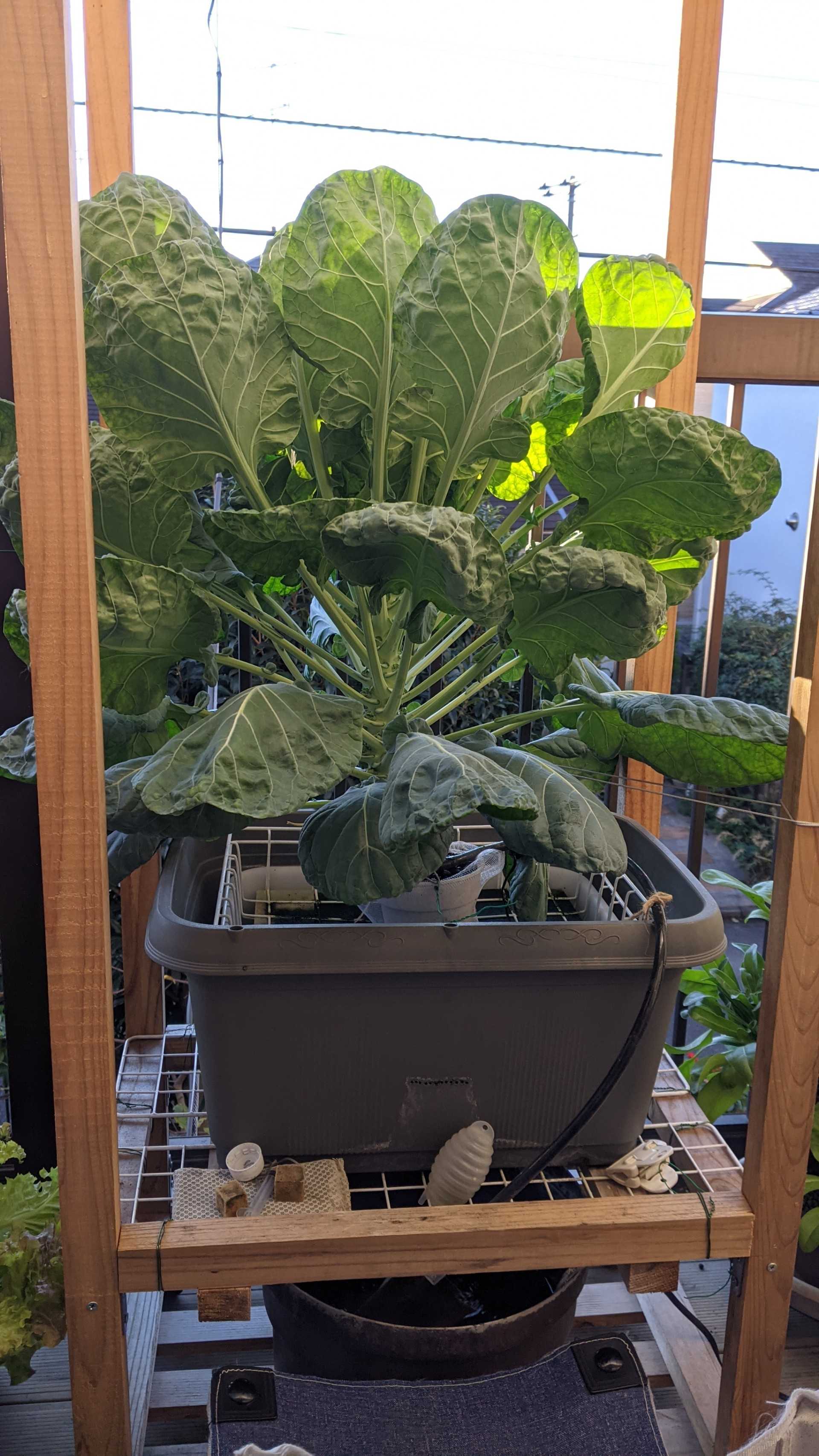 朝日の中の芽キャベツ 水耕栽培 ぐり んおあしす Oniwa Cafe 楽天ブログ