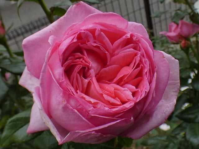 バラの初開花は5品種 ラローズドゥモリナール かおり ノスタルジー パーティラナンキュラ フレグラントヒル バラの美と香りを求めて 楽天ブログ