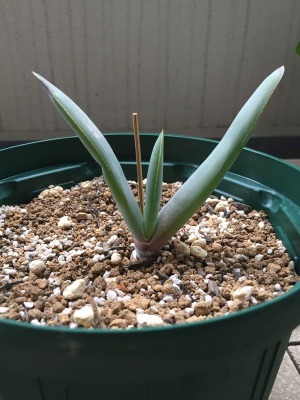 Aloe Plicatilis アロエ プリカティリス Aloe日記 楽天ブログ