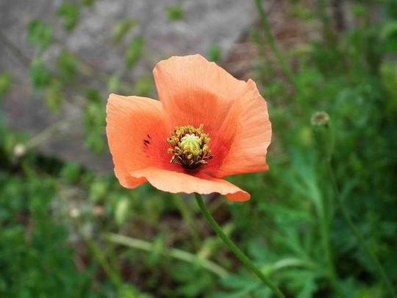 土曜日 曇り 長実雛罌粟 ながみひなげし たかさんの書斎 楽天ブログ