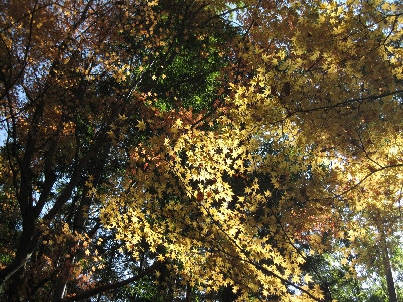 彩りの紅葉.JPG