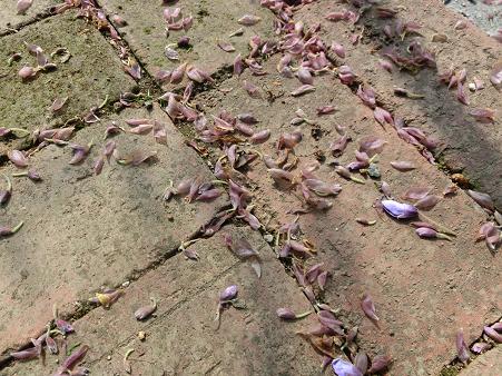 藤の花