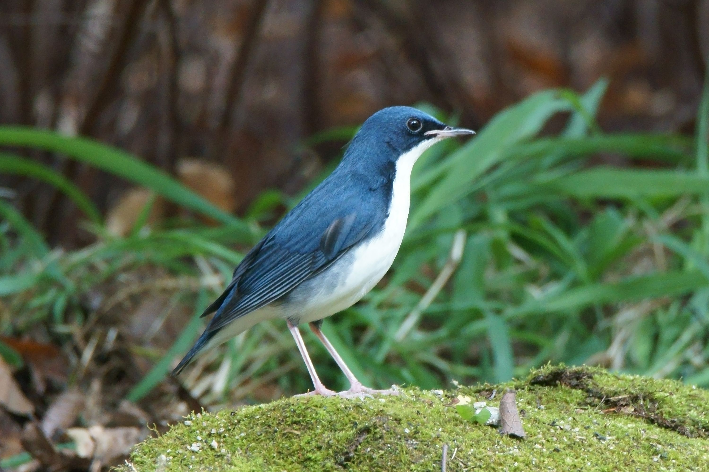 夏鳥の総決算その4 大阪城公園 コルリ オス 野鳥との日常生活を綴る 楽天ブログ