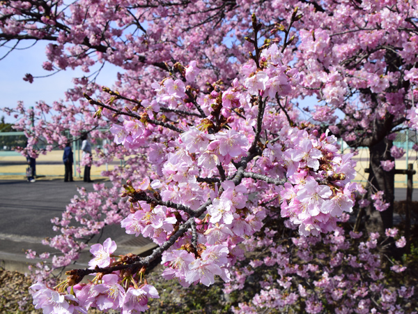 熊谷市（ちょこっと東京も）の春らしい景色あちこち | 見栄子の熊谷