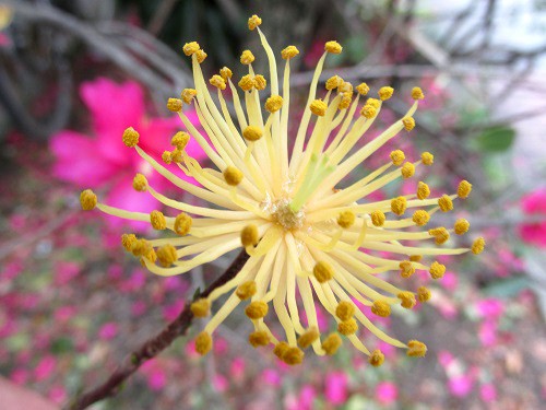 山茶花の花心・花蕊(かずい)