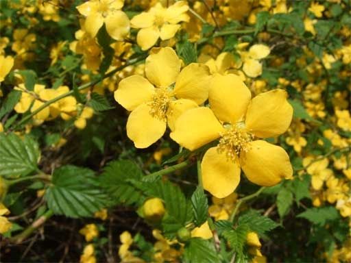 山吹の花 季語 晩春 俳句百人一句ブログ 楽天ブログ