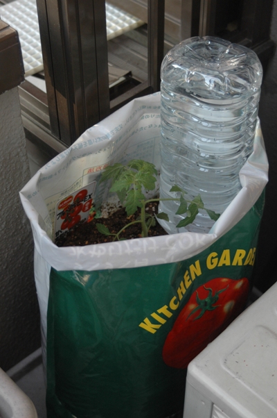 デルモンテトマト2