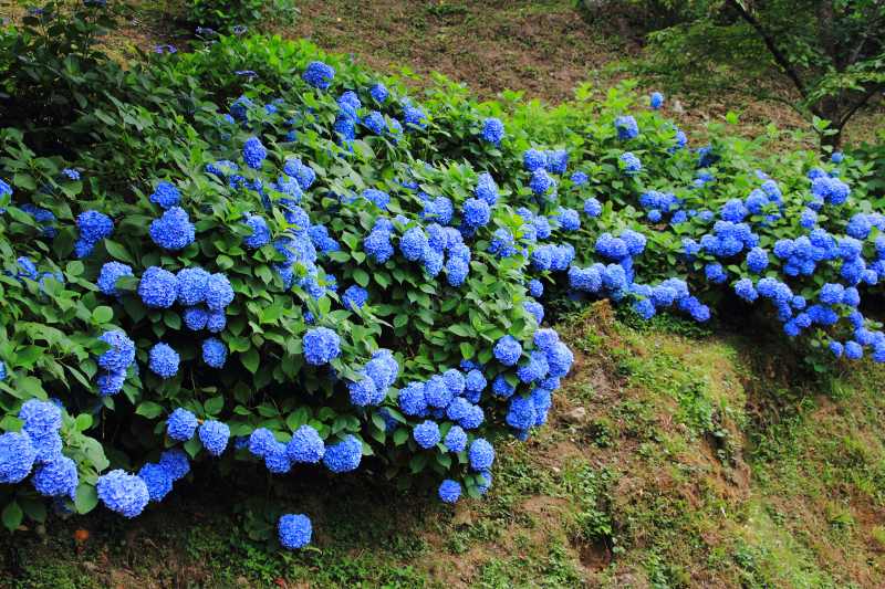 七曲り紫陽花_03.jpg