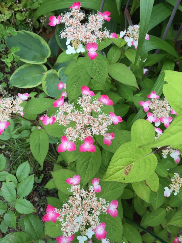 rblog-20160605210832-02.jpg