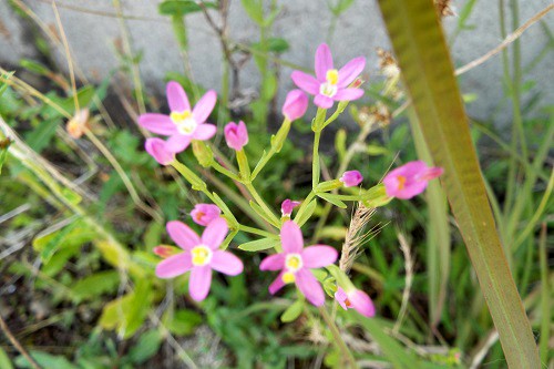 ハナハマセンブリ（花浜千振）