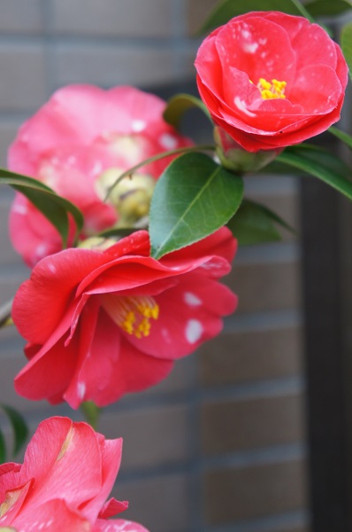コピー - DSC03831.JPG