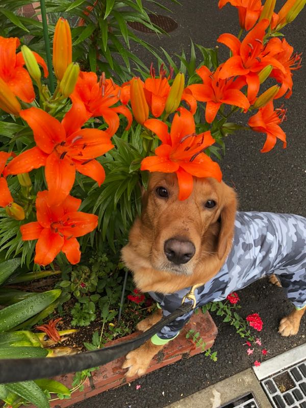 最近の散歩時間 Mix犬 ラブニエルとの日々 楽天ブログ