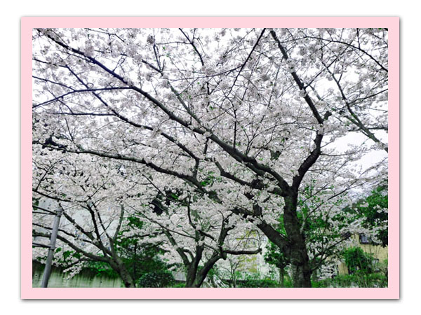 公園の桜