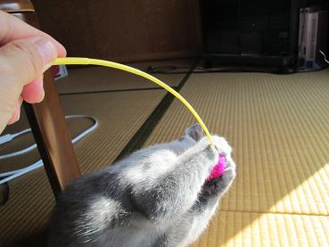 あそんでます１.JPG