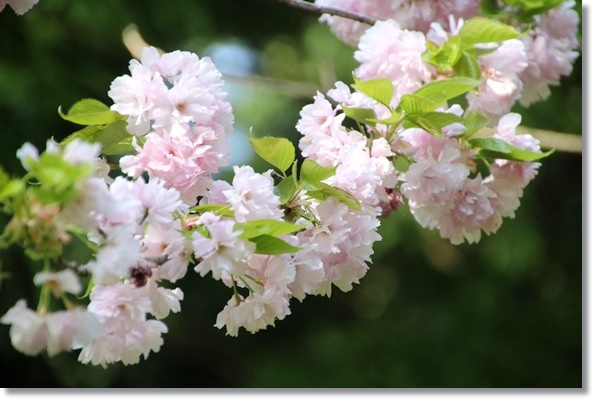 樹木公園-32 江戸-1 16.4.20