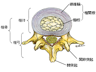 spine01_02.jpg