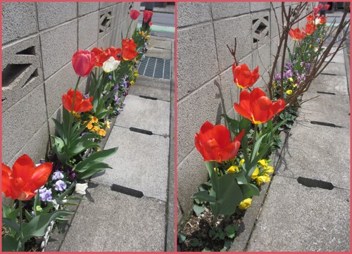 チューリップの小路２０１２.jpg
