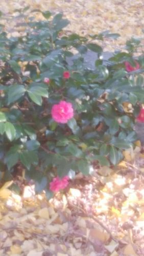 rblog-20171218220602-01.jpg