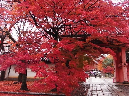 京都旅行 104 (2).jpg