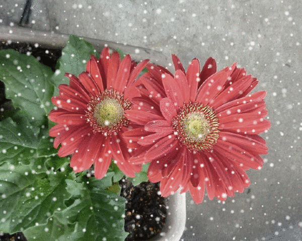 bloggif_56910b5302b73600ピクセル.gif