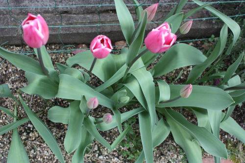 2015041603.JPG