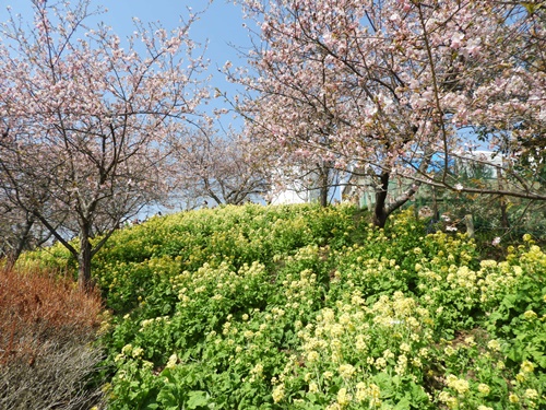 まつだ桜まつり