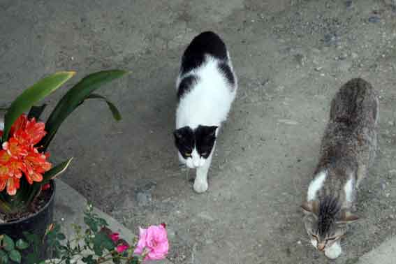 我が家のニャンコ♪2013/5/8-3